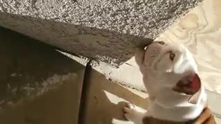 Hungry Bulldog Puppy Decides To Eat The House