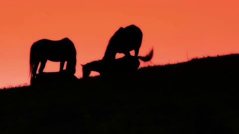 Grazing Horses on Horizon at Sunset