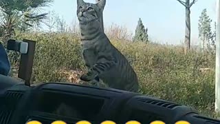 Cat on hood of car tries to jump onto roof but slips back down