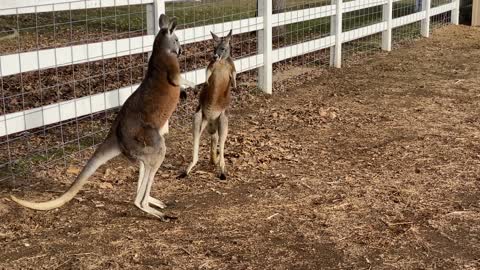 Kangaroo Play Time - Kangaroos Funny Play Fighting
