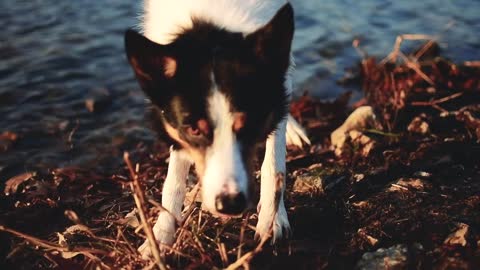 Dog Playing On The Sea Shore - Relaxation Video - Dog Funny Videos - Funny Slow motion Videos - NCV