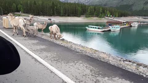 We saw some ram in banff national park