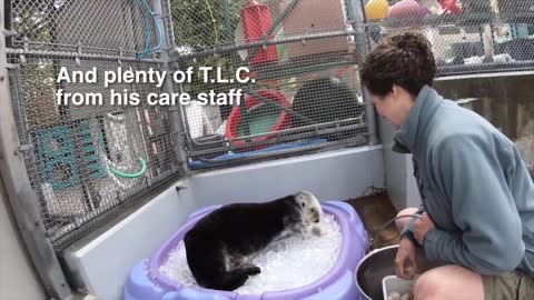 Caring for Elderly Sea Otter Eddie