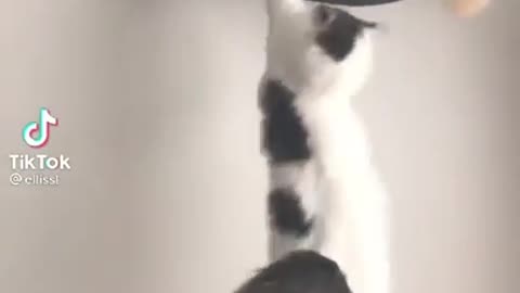 Is this the the lion king scene 😂😂 funny cat videos