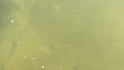 Minnows of the Humber River 55
