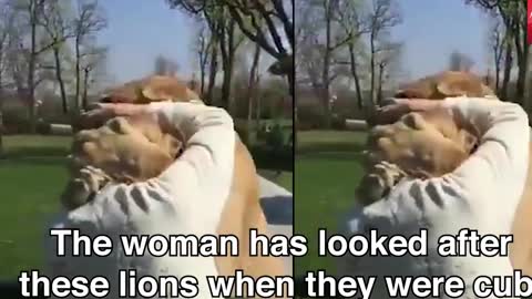 Watch the reaction of the lion pair as they are reunited with their former caretaker.