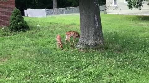 Fawn Lunchbreak