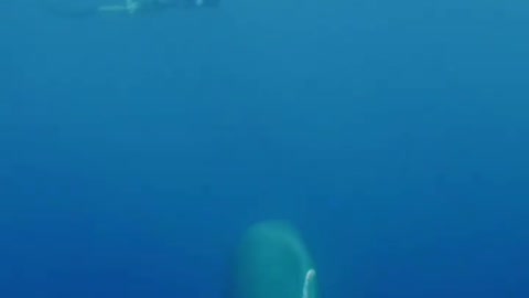 Amazing Whale 🐋