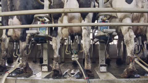 Cows during milking on a rotary milking parlor in a large dairy farm