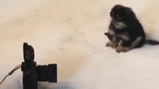 Pekingese puppy is a natural model