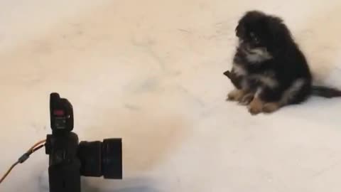 Pekingese puppy is a natural model