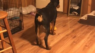 Rottweiler Sees Herself In The Mirror For The First Time