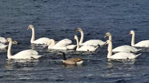 Swans | Animals | Birds