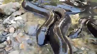 Person hand-feeds gathering of hungry eels