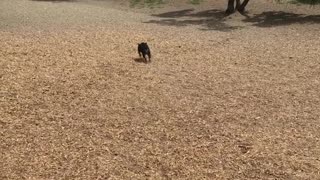 Indiana the Bulldog Goes to the Park