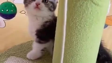 Cute cate funny video. Cute cate funny complication
