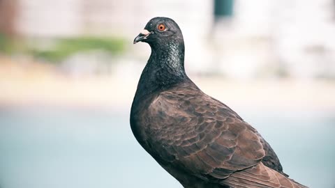 Talking Alcoholic Pigeon #funny #animals #comedy