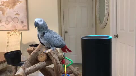 Petra the African Grey a Made Shopping List on Alexa