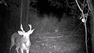 Fred Zepplin 2021, 9/6/21 Lotta Small Deer!