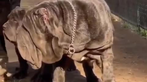 neapolitan mastiff//bull mastiff dogs//neapolitan mastiff in india