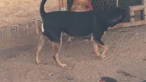 Rooster and Dog Face-off