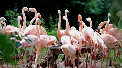 See a group of Flamingo birds with beautiful music