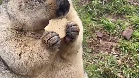 So chubby and Adorable Marmot