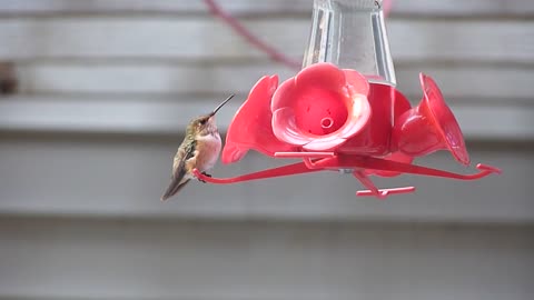 Hand-feeding Hummingbirds