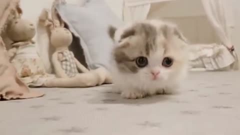 cute kitten videos short leg cat-2021