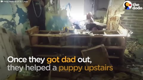 Dogs Trapped In Crumbling House Have Happiest Families Now | The Dodo