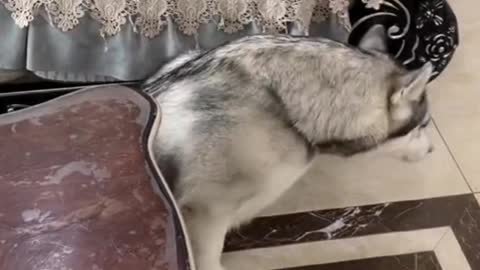 Funny dog makes your day