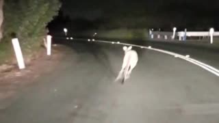 Kangaroo Gets Last Laugh