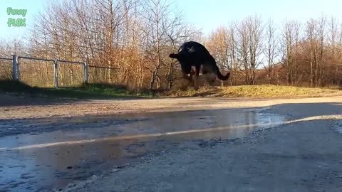 Funnest Animals Slipping on Ice Compilation