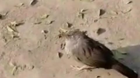Sparrow Bird Video By Kingdom Of Awais