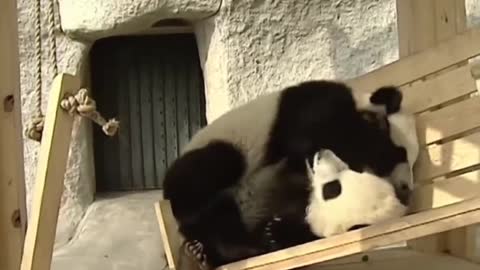 No hay nada más relajante que ver a un oso panda ❤️❤️❤️❤️❤️❤️