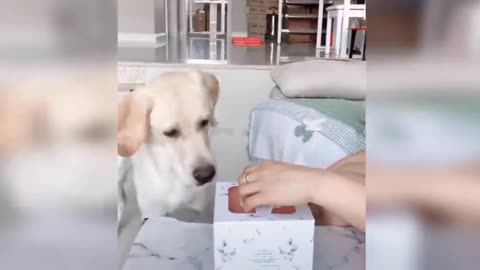 Dog Reaction to Cutting Cake - Funny Dog Cake Reaction Compilation part 1