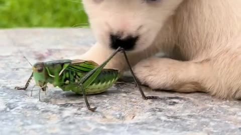 A dog meets a katydid
