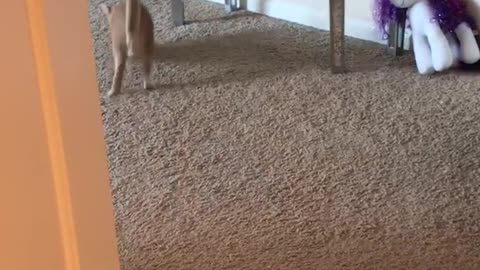 Orange cat plays fetch