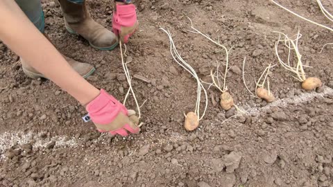 Old School WAY Planting Potatoes and Onions