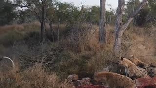 HUGE gang of hyenas chase lioness 😱