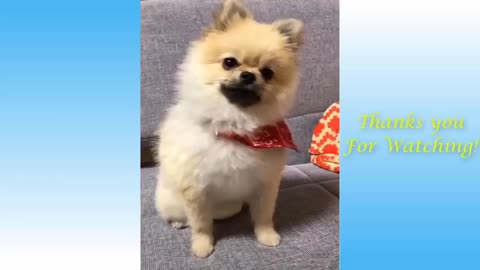 Cute Pets & Funny Animals Compilation - Pets Garden