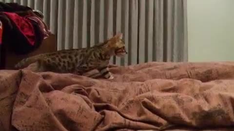 kitten playing on the bed!