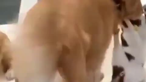 Dog saving a cat from fight