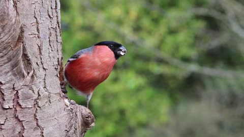 Amazing Bulfinch male bird in nature