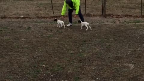 4 day old twin lambs love chasing owner