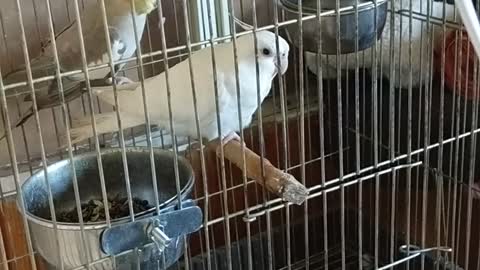 Cockateio Parrot Mithu reaction to my wife singing