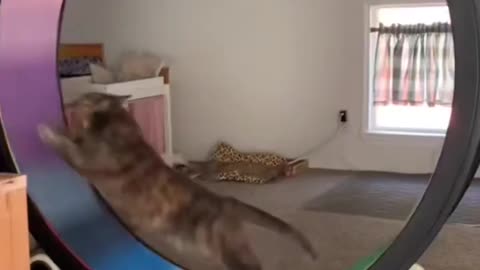 This cat is so Fast