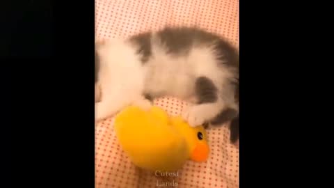Watch this cute cat performing (so funny)