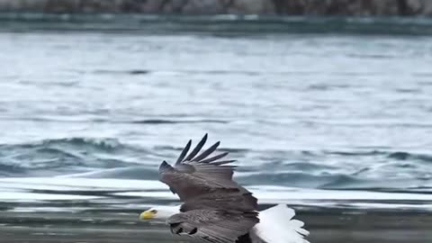 Bald Eagle catches and eats fish midair