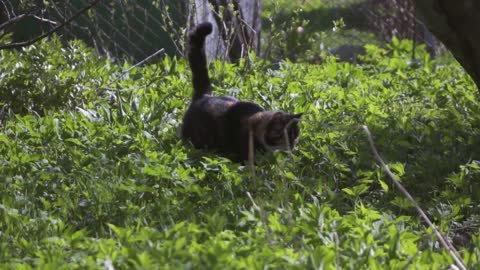 Black white and orange cat hunting in grass. Super slow motion shooting on high-speed camera